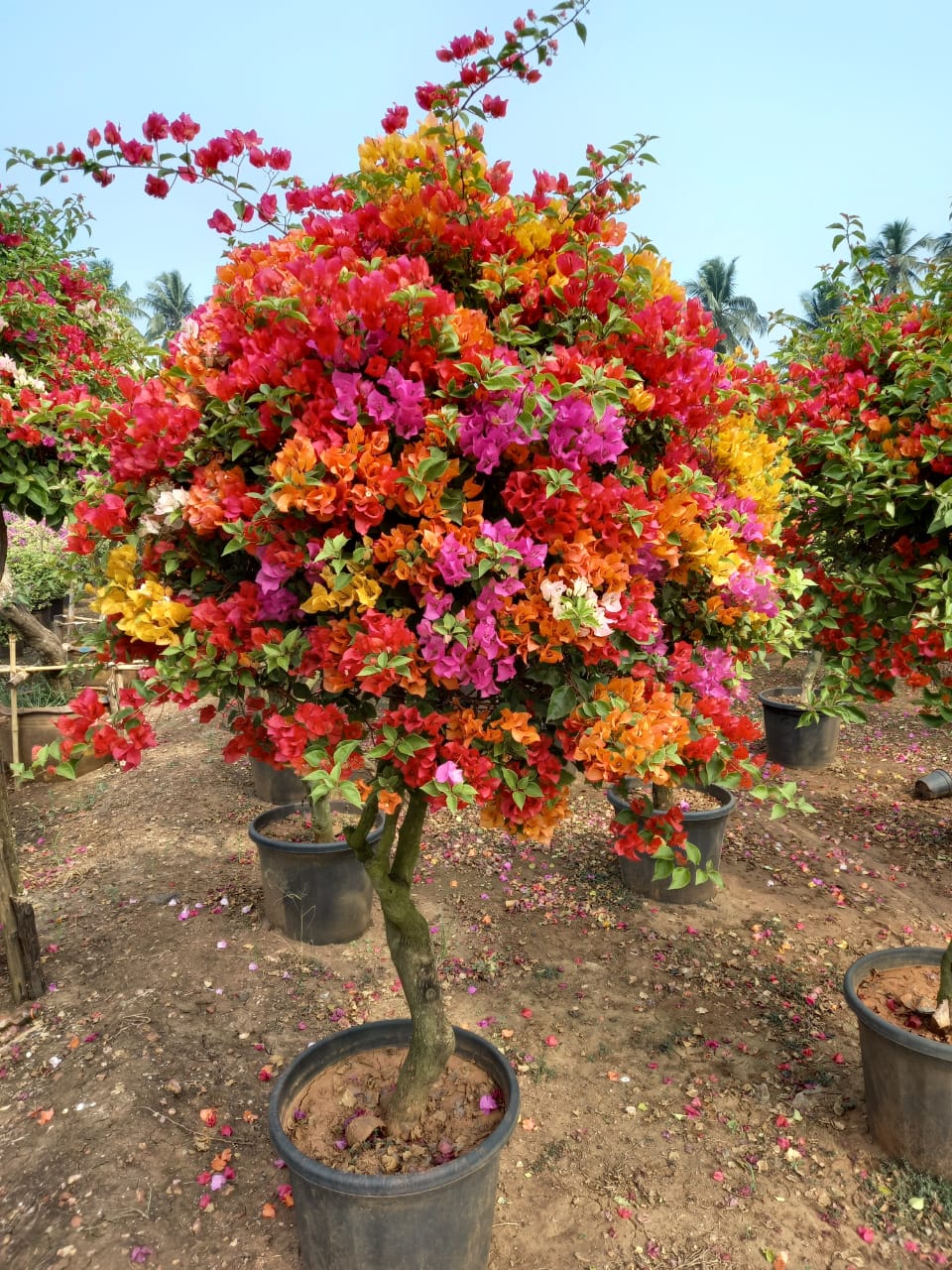 Best Kadiyam Nursery Call 6309717556, Kadiyam Nursery /kadiyam Online